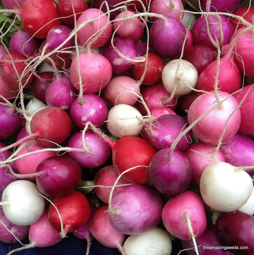 Easter Egg Radish