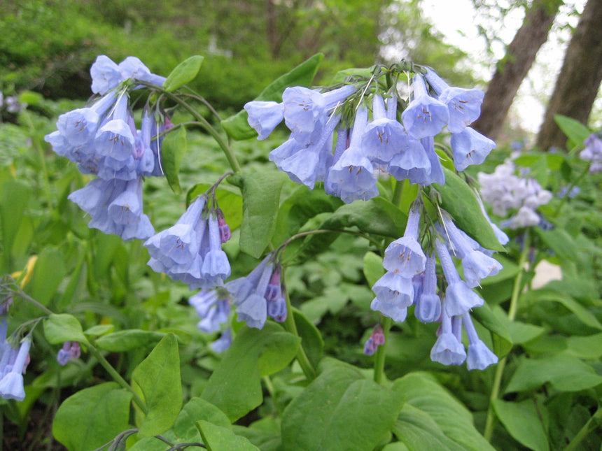 Virginia Bluebell