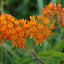 Butterfly Weed