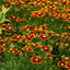 Coreopsis