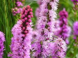 Gayfeather