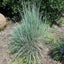 Little Bluestem