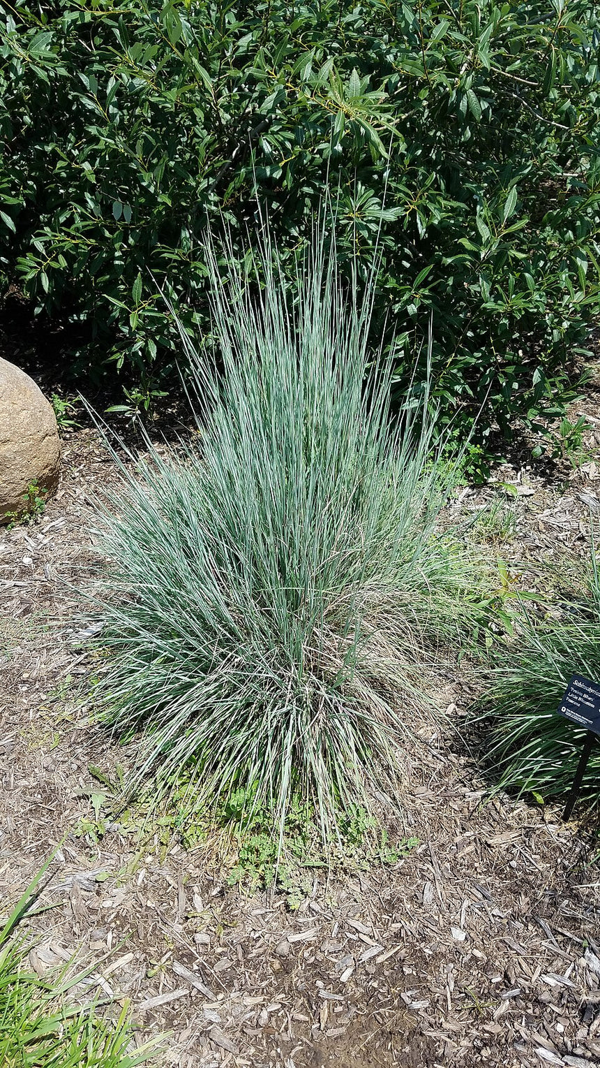 Little Bluestem
