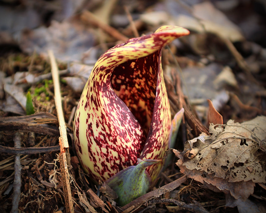 Skunk Cabbage
