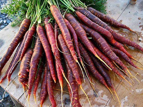 Cosmic Purple Carrot