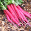 Cincinnati Market Radish