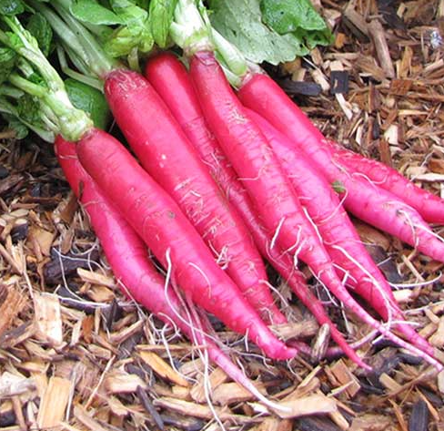 Cincinnati Market Radish