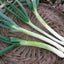 Evergreen Bunching Onion