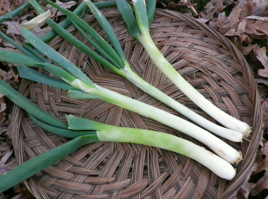 Evergreen Bunching Onion