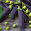 Purple Podded Peas