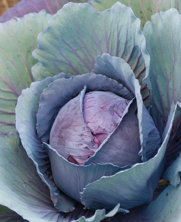 Salad Delight Cabbage