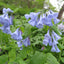Virginia Bluebell