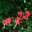 Fire Pink