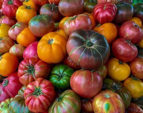 Tomato Festival