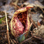 Skunk Cabbage
