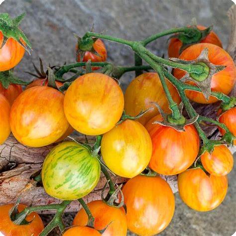 Sunrise Bumblebee Cherry Tomato